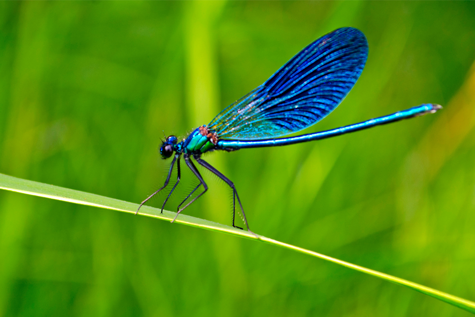 Blue dragonfly on leaf